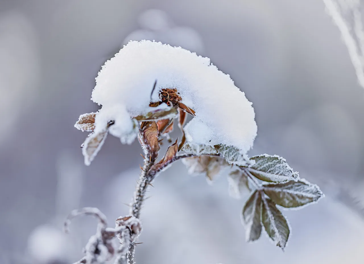 2021-dec-3130w-h1.jpg