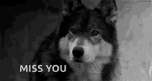 wolf-wolves.gif