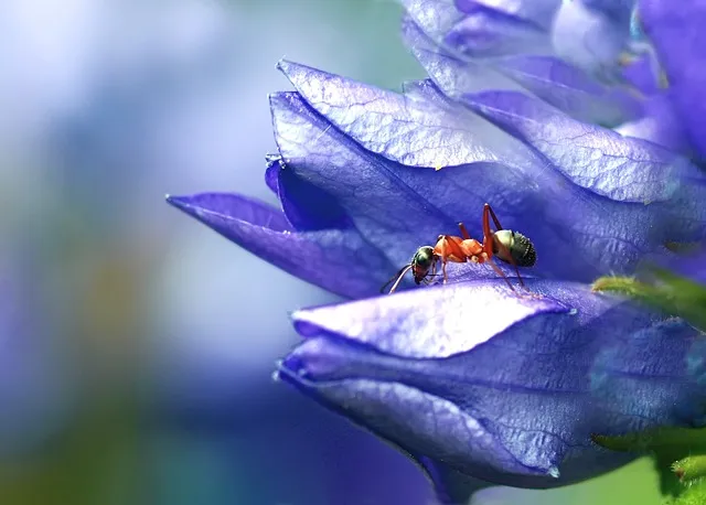 ant-in-purple-1405757_640.jpg