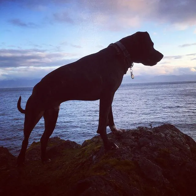 memph on rock with ocean.jpeg