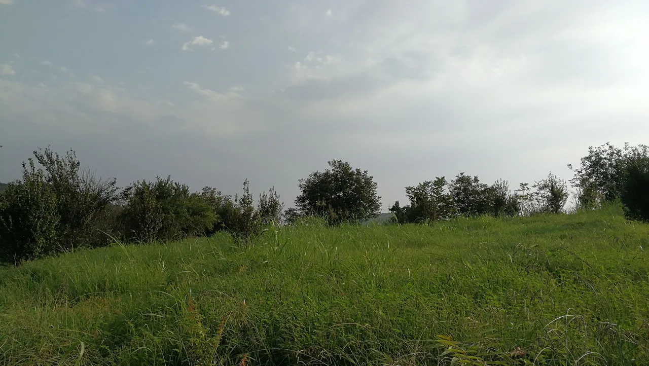 IMG_20230807_071647.jpg