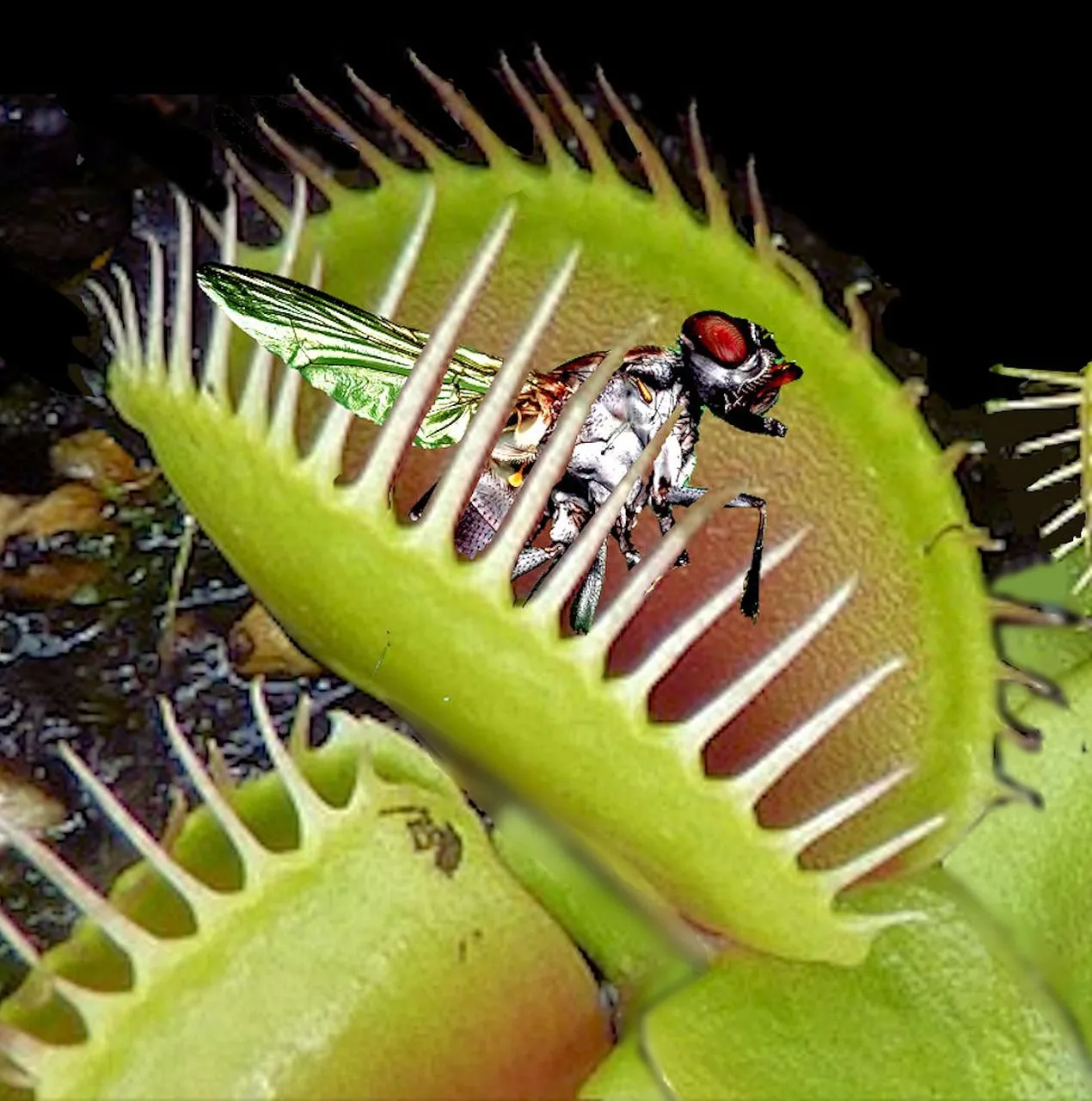 venus-flytrap-2667991_1280.jpg