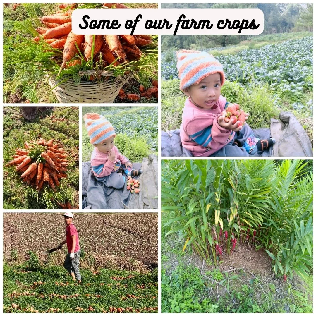 Some of our farm crops or products