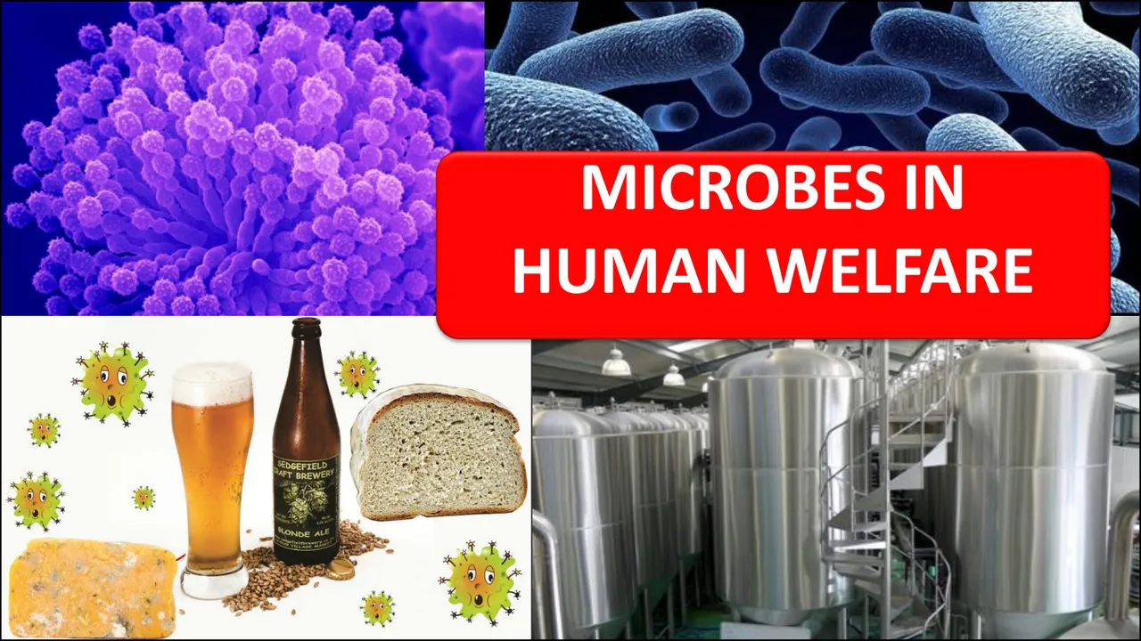 20220721091456_62d919109dd2a_microbes_in_human_welfare_notespage0.jpg