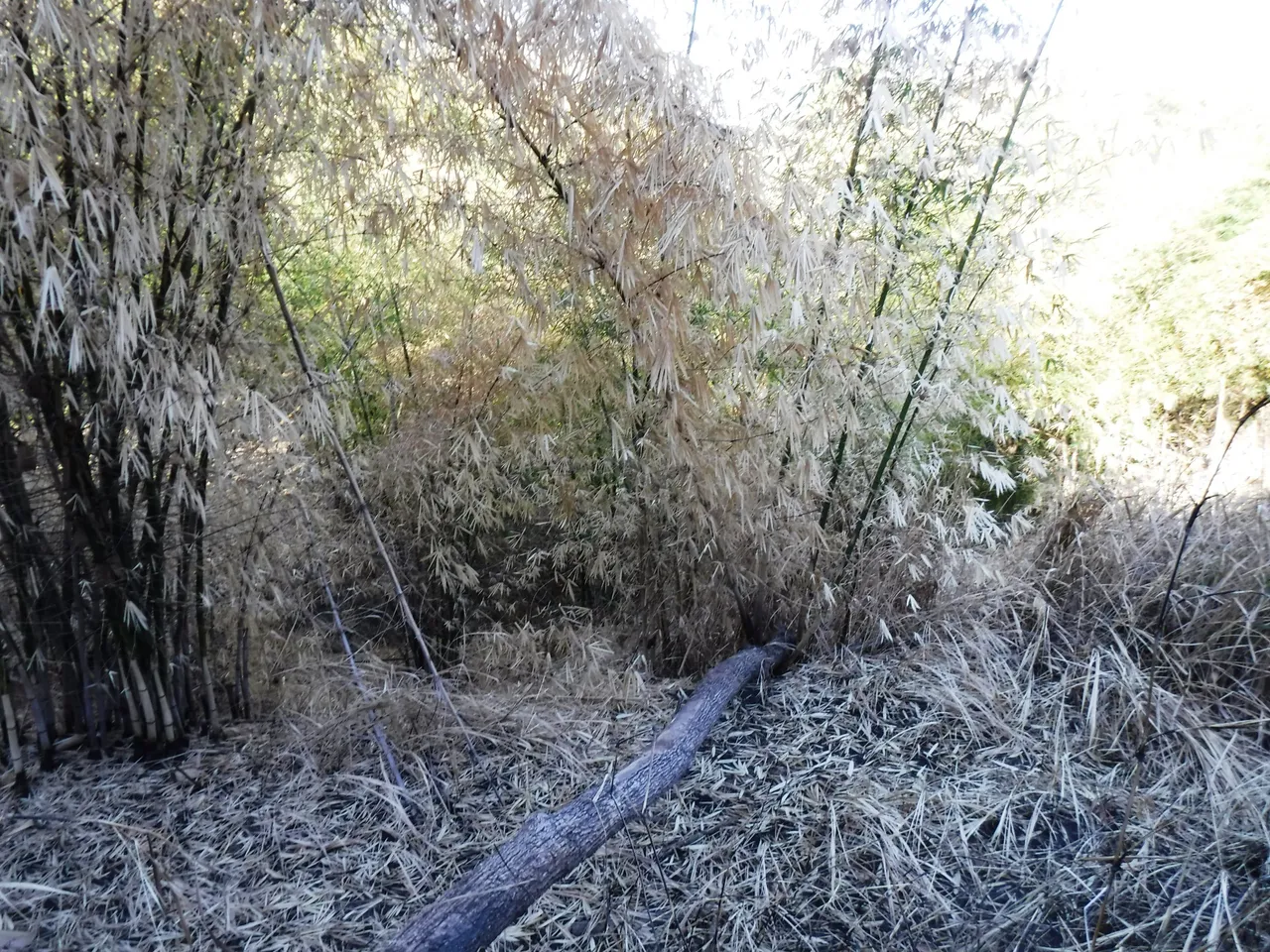 DSCF4821.JPG