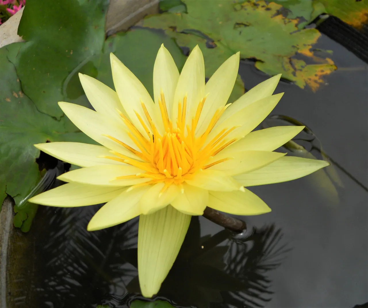 yellow waterlily.jpg