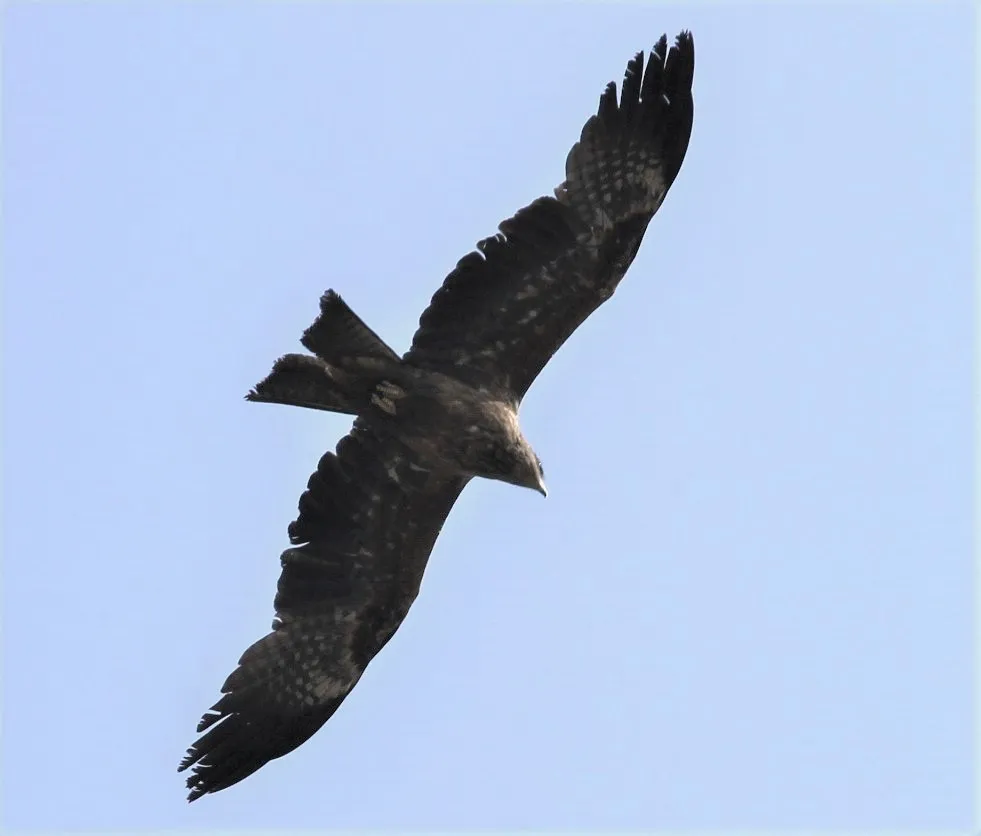 eagle in flight sill.jpg
