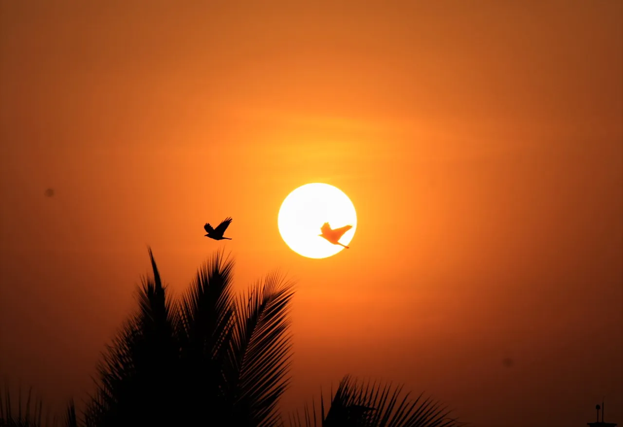 bird against the sun.jpg