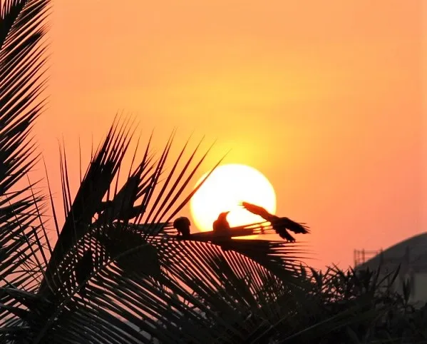 birds a sunset3 (2).jpg