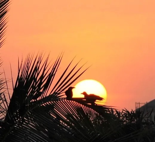 birds a sunset4 (2).jpg