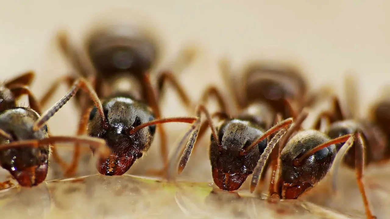hormigas maltrechas y sangrantes.jpg
