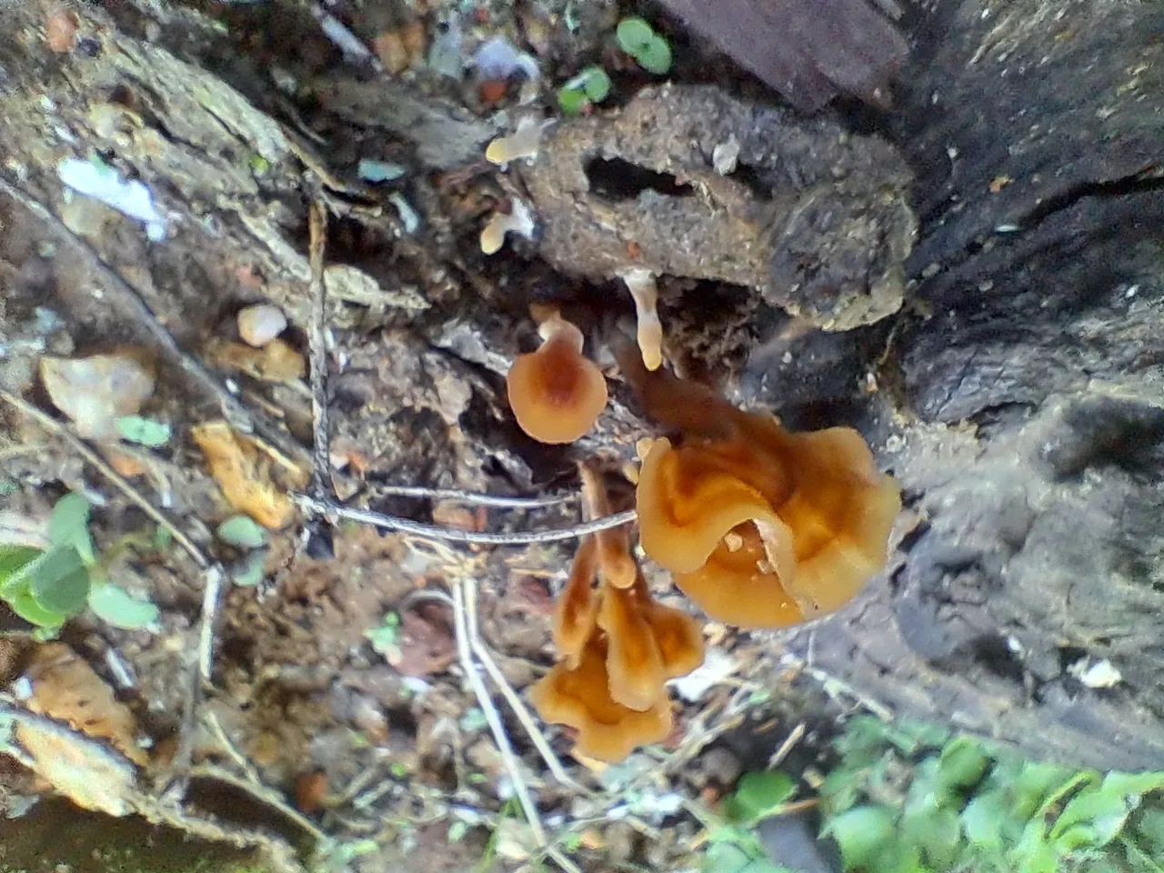 1000169210.jpg