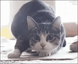 Schuddende schouders.gif