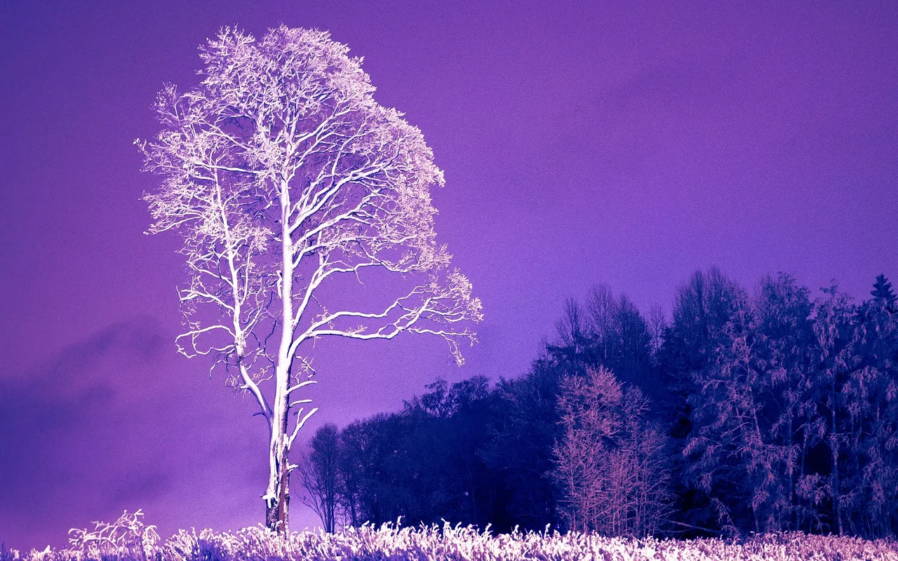 tree blue (1 of 1).jpg