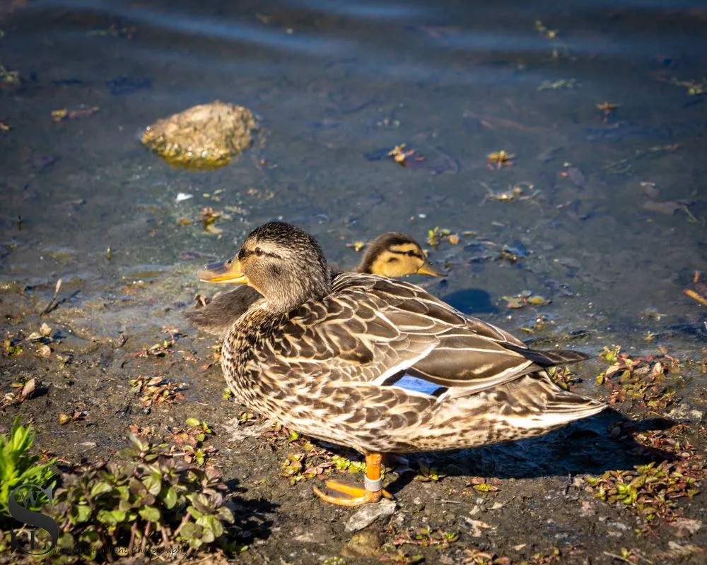 feathered friends-3.jpg