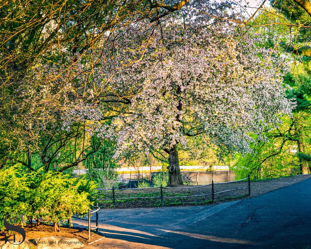 ww Central park.jpg