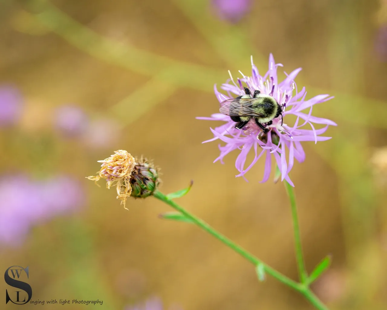sb nature macro-7.jpg