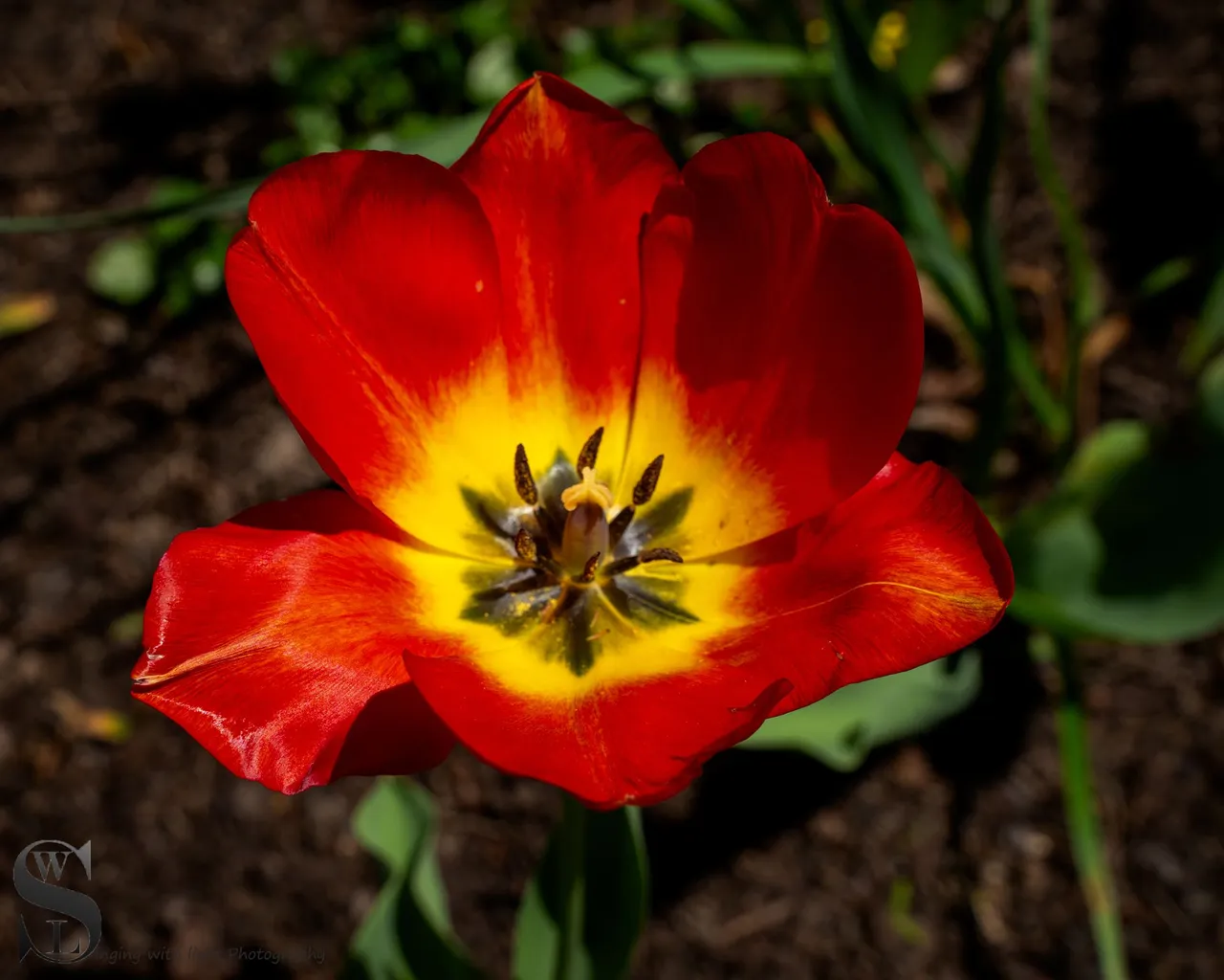 sb spring flowers-2.jpg