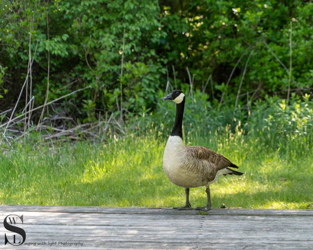 feathered friends.jpg