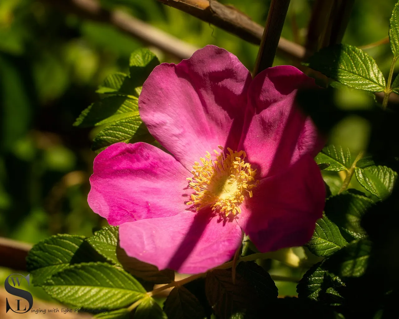 bas bear rust flower-1.jpg