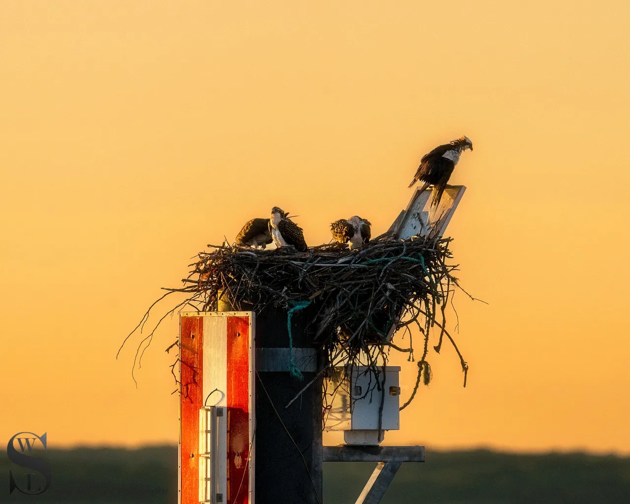 BIRDS-9.jpg