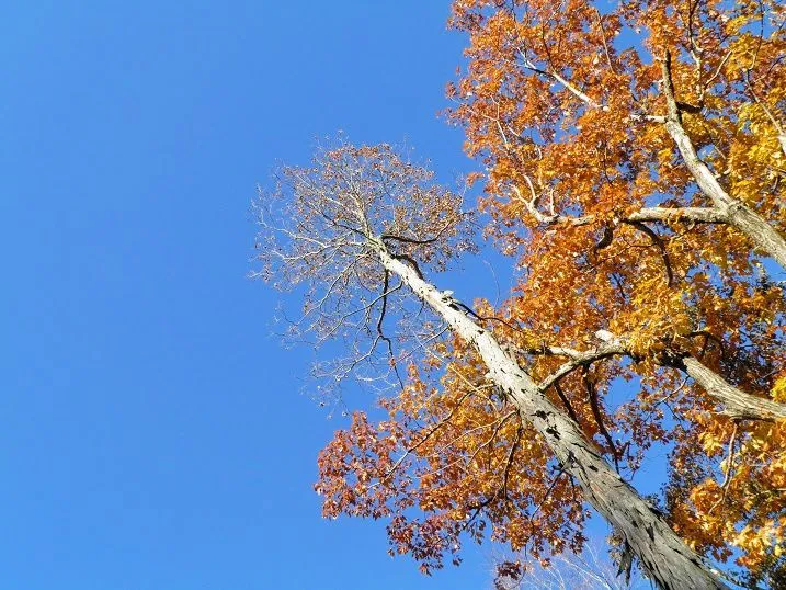 4. November 12 2015 PB020020.jpg