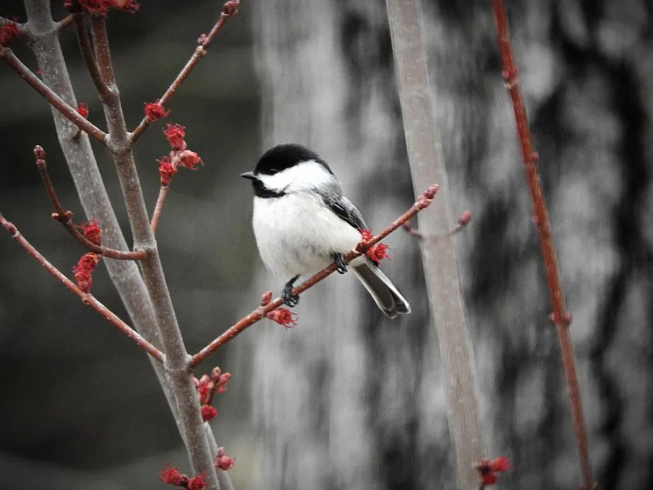 14. Fifteen Friday Feathered Friends.jpg