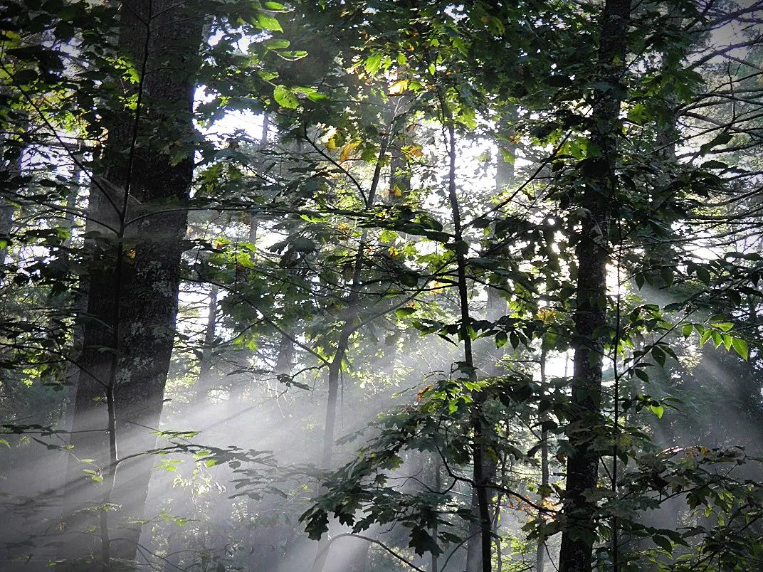 9. Misty morning woods.jpg