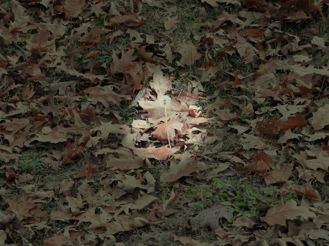 11. The Autumn Gloaming.jpg