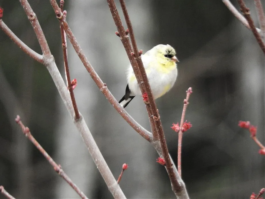 1. Fifteen Friday Feathered Friends.jpg