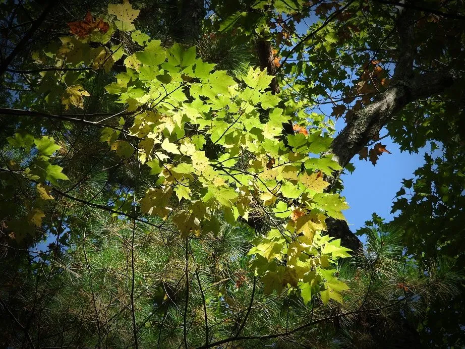 14 Fall foliage and a haunted leaf.jpg