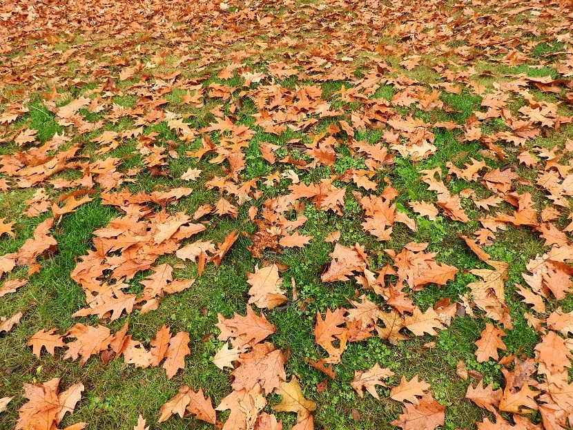 7. November 16 2016 DSCN1946.jpg