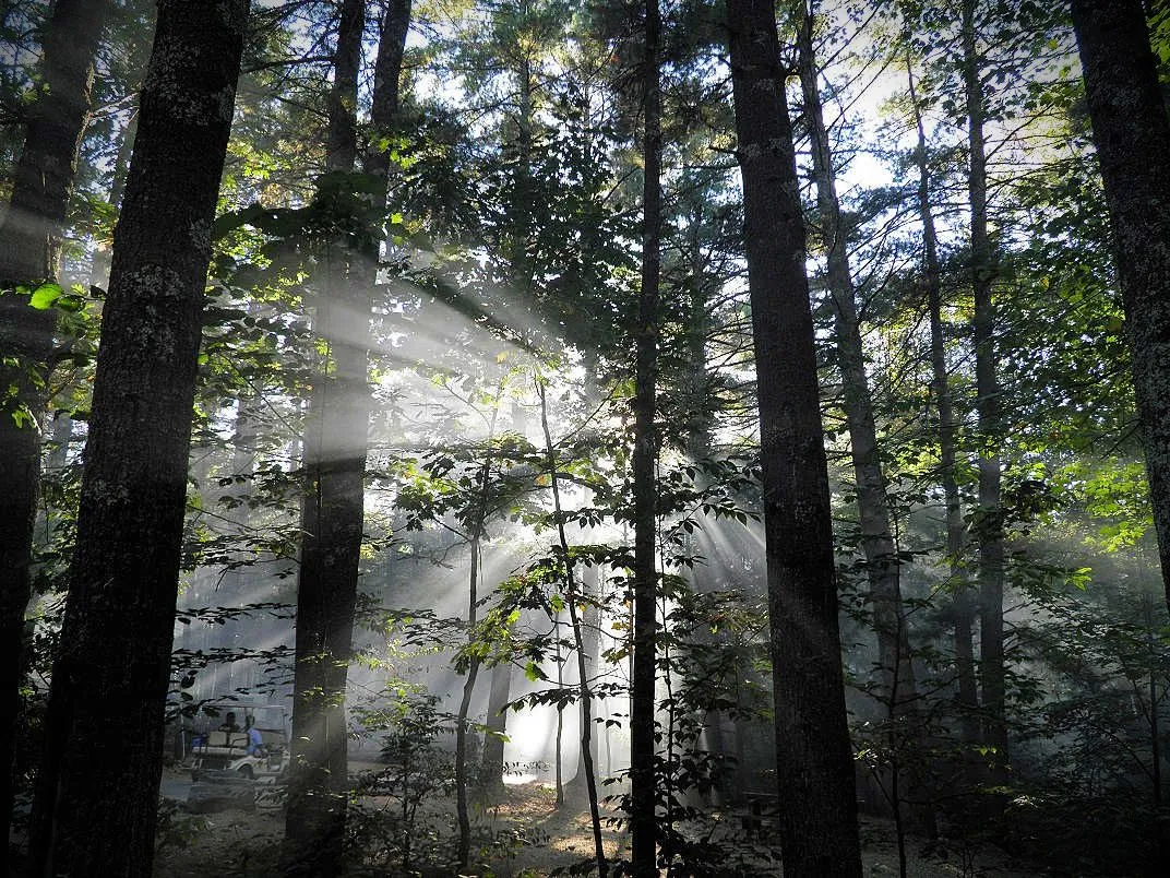 2. Misty morning woods.jpg