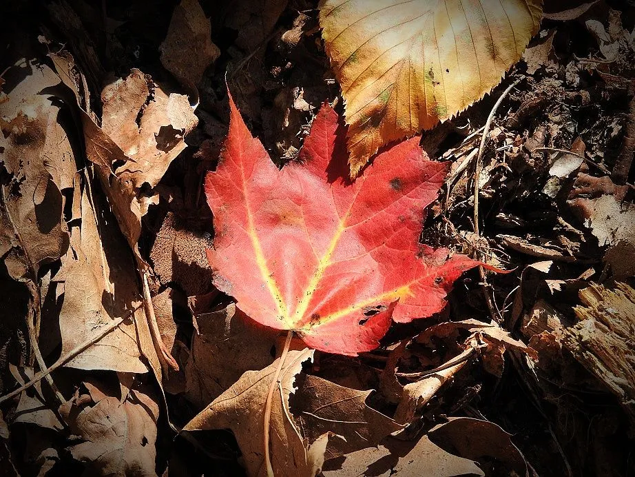 3. Fall foliage and a haunted leaf.jpg
