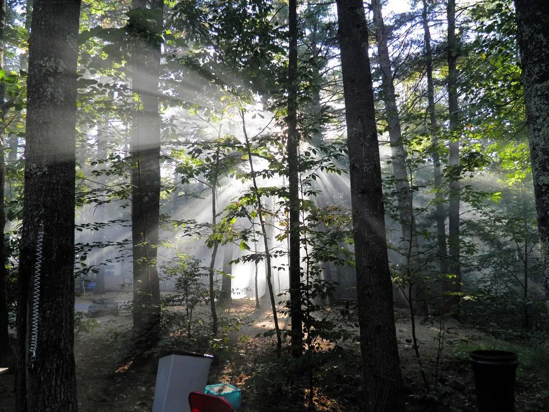 3. Misty morning woods.jpg