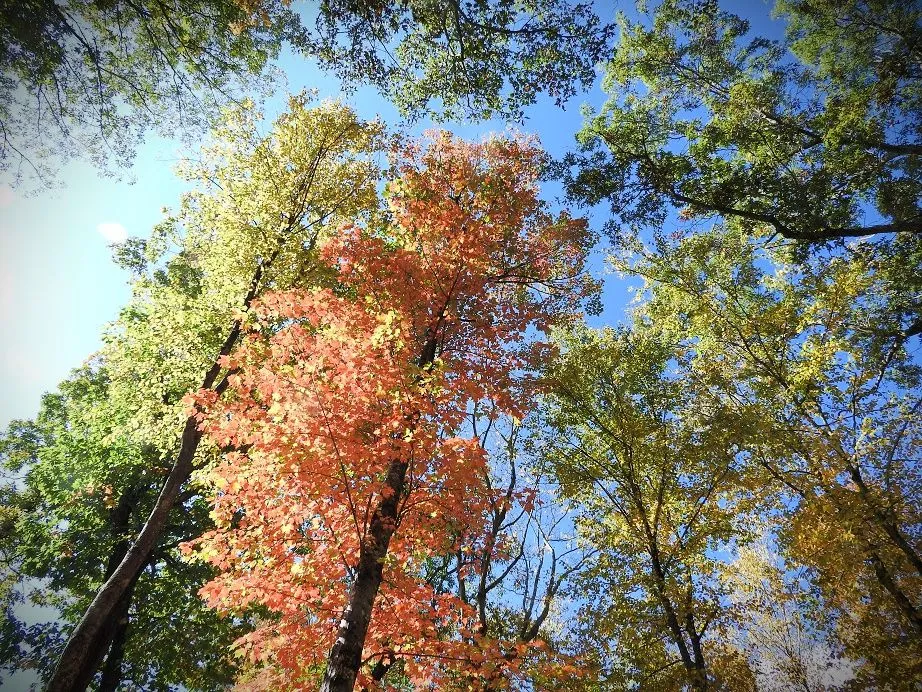 23. Fall foliage and a haunted leaf.jpg