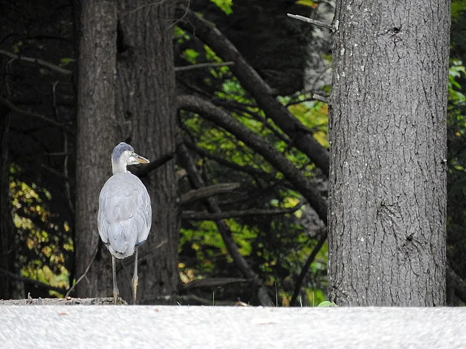 4. Great Blue Heron.jpg