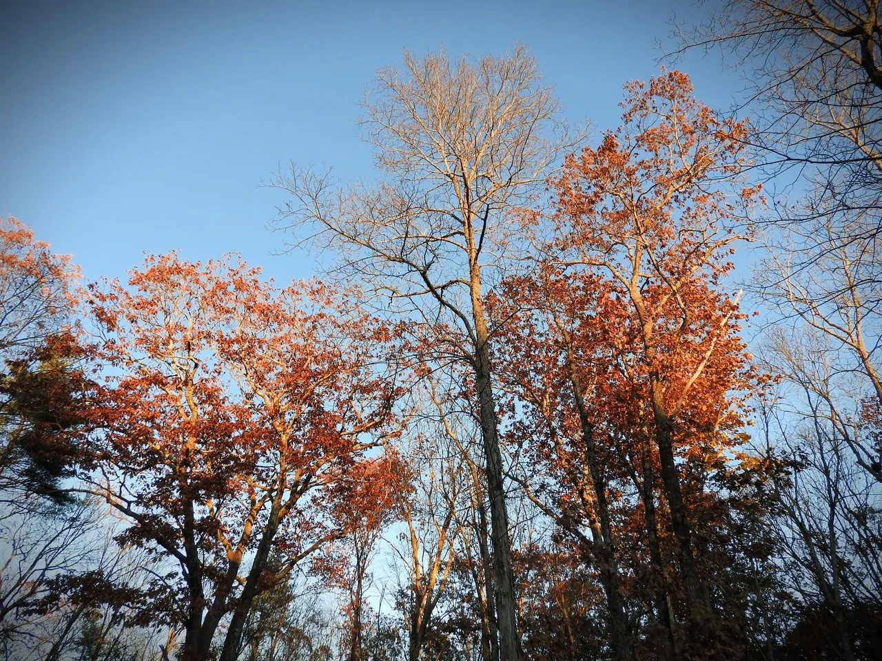 8. The Autumn Gloaming.jpg