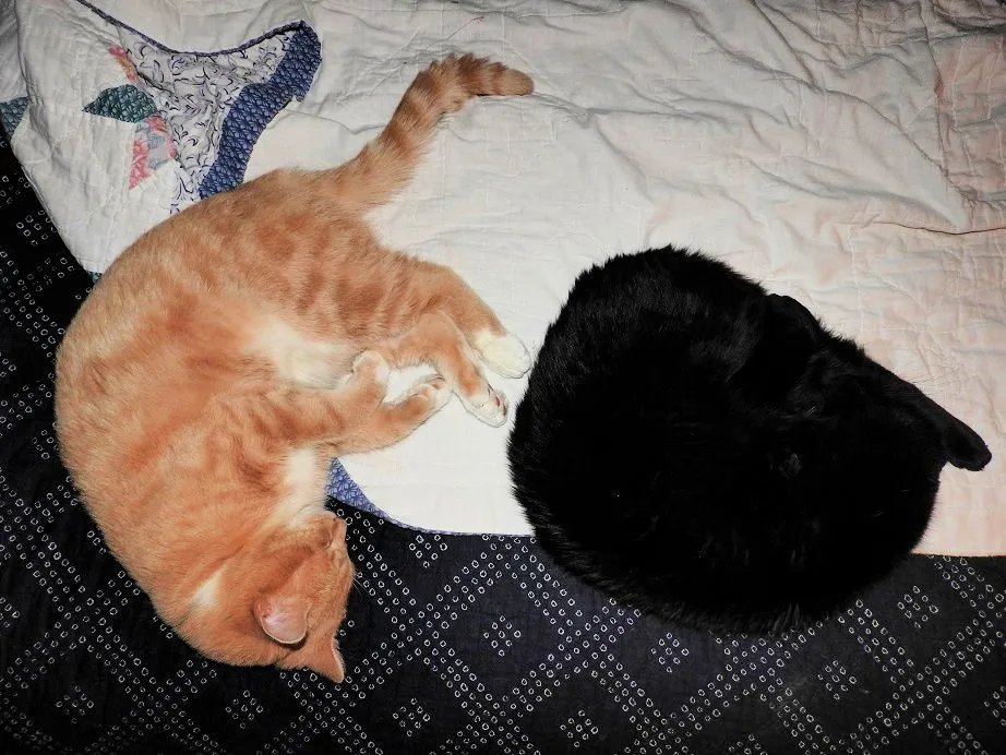 8. Freddie and Sid, edited for exposure.jpg
