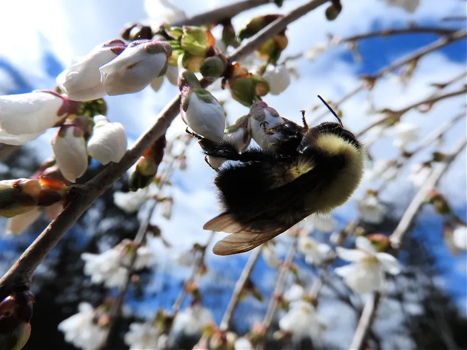 6. Blue Skies, Bugs, Blooms, and Bees.jpg