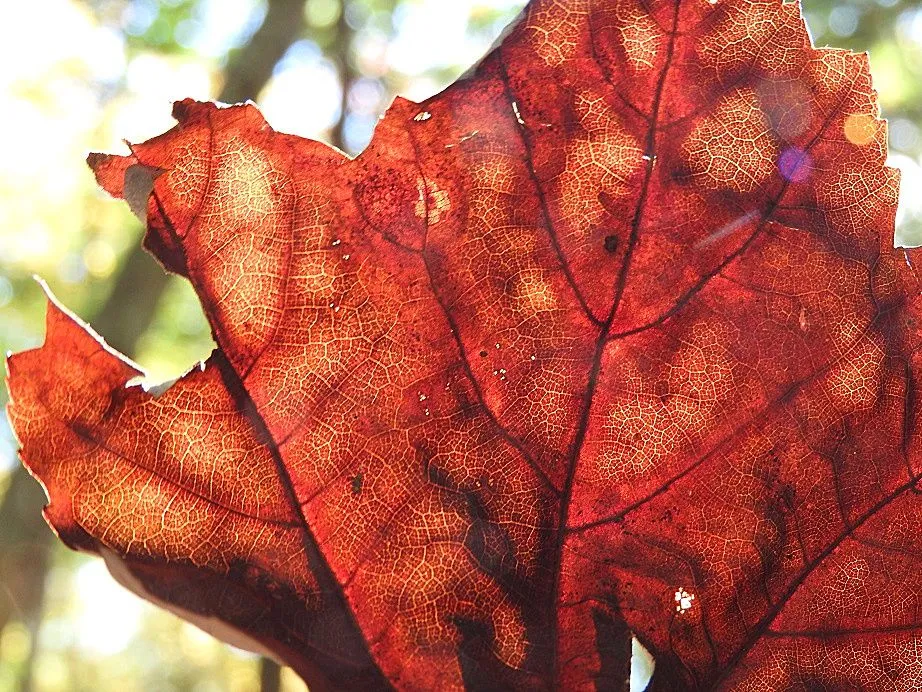 15. Fall foliage and a haunted leaf.jpg