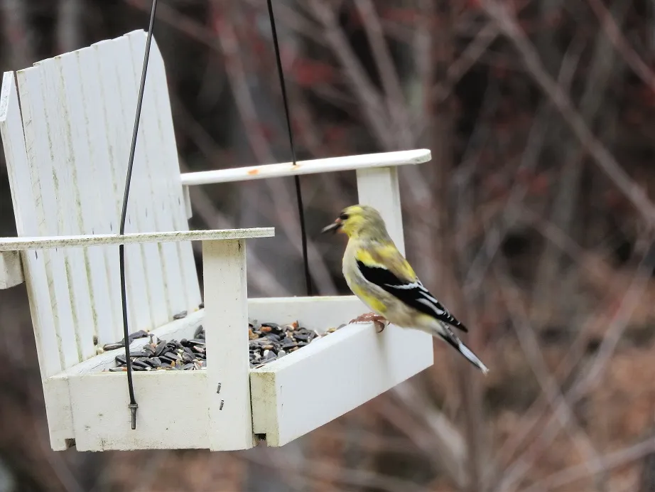 7. Fifteen Friday Feathered Friends.jpg