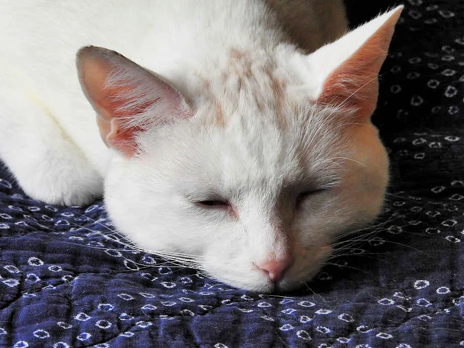 5. Caturday 1.jpg