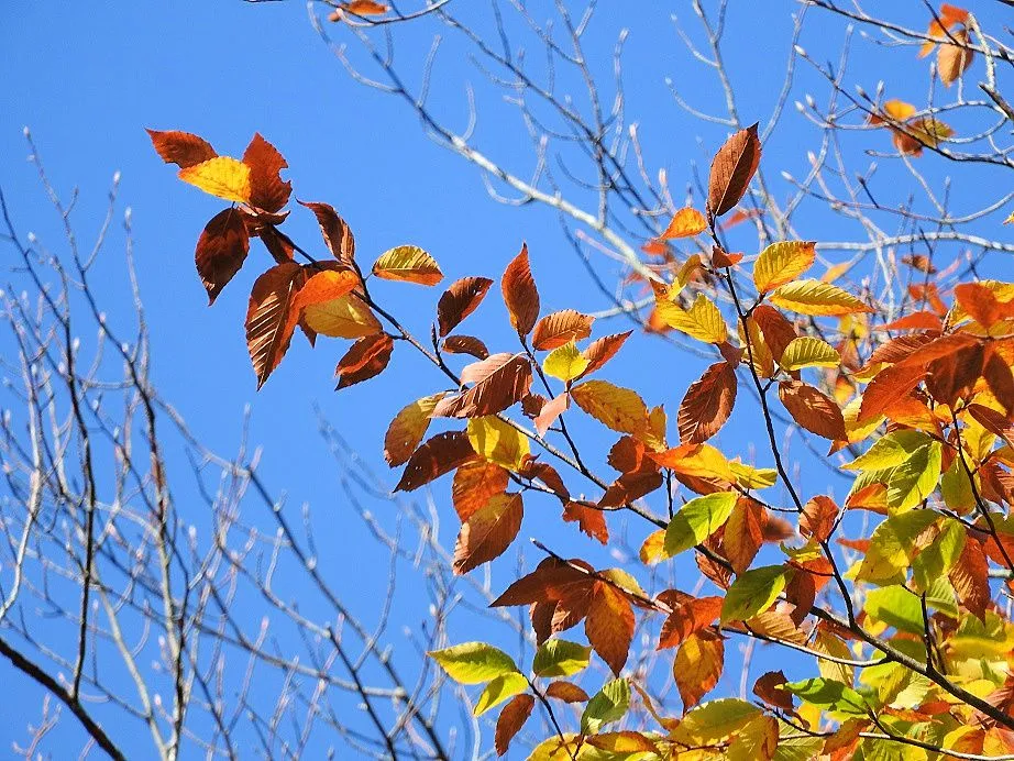 2. Fall foliage and a haunted leaf.jpg