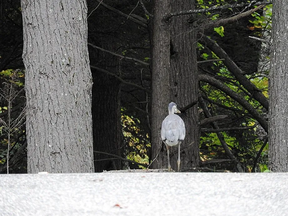 3. Great Blue Heron.jpg