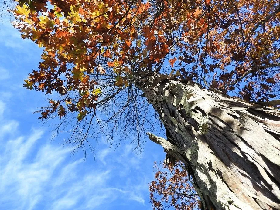 2. Tree Love 2.jpg