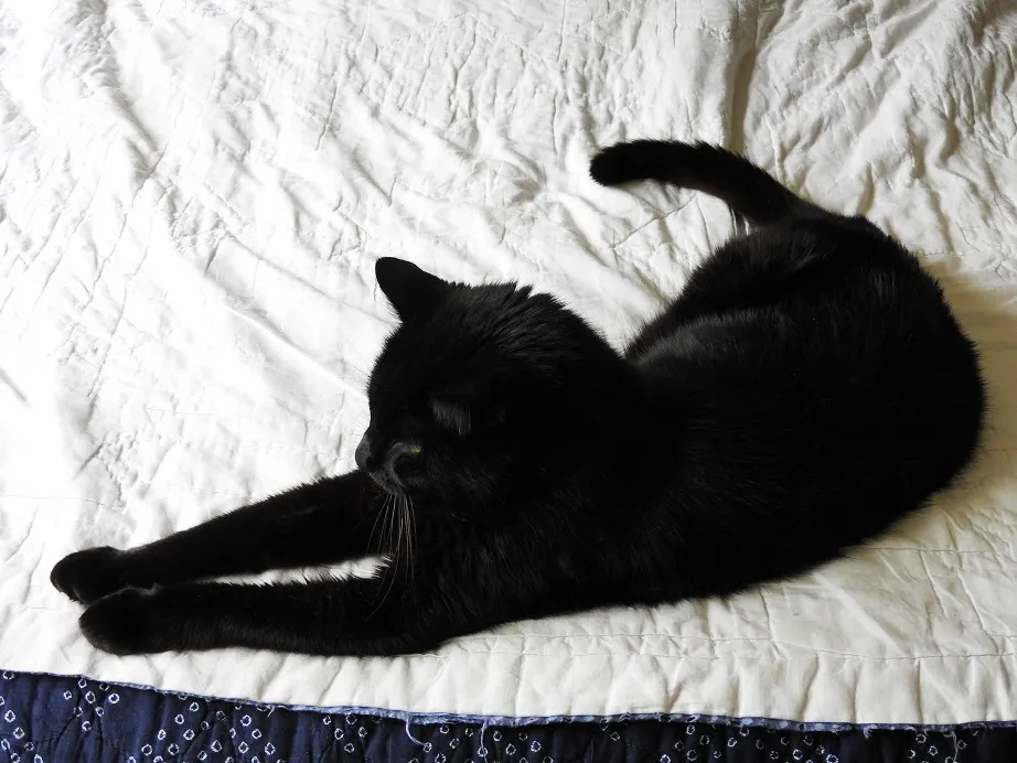 7. Sid has the bed to himself again.jpg