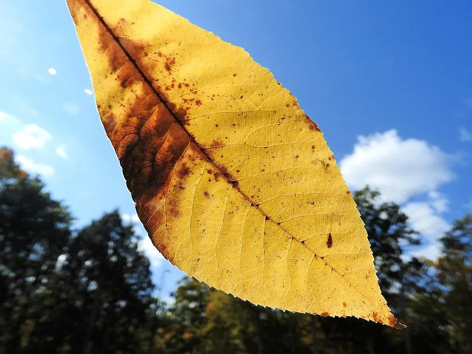 24. Fall foliage and a haunted leaf.jpg