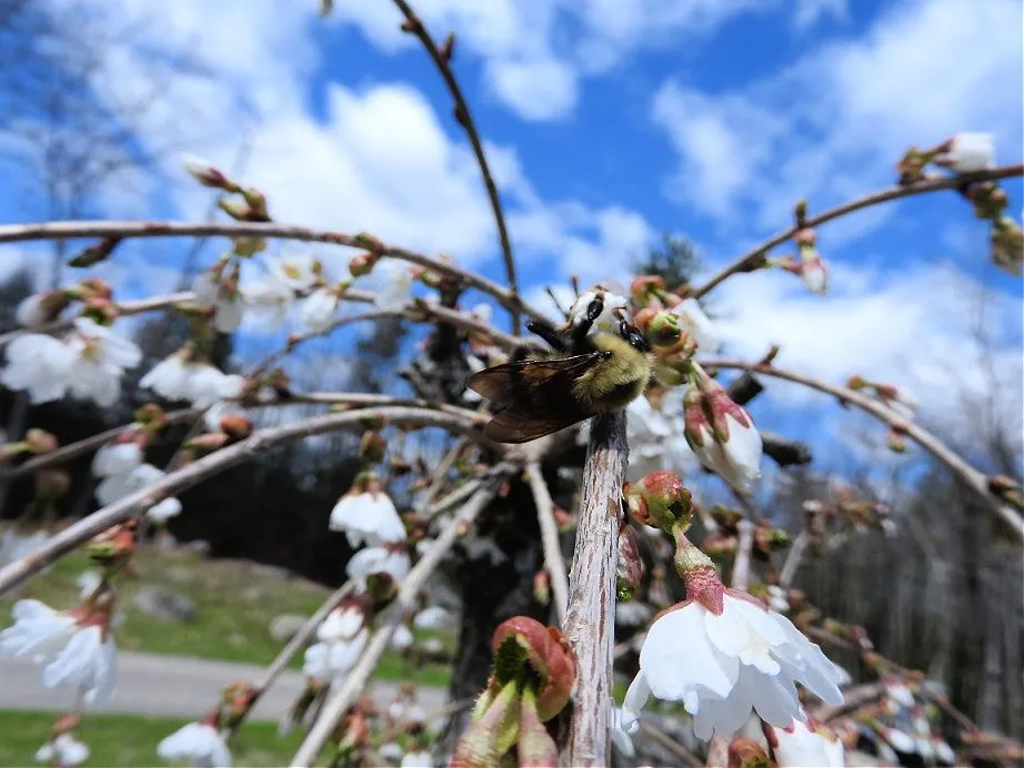 8. Blue Skies, Bugs, Blooms, and Bees.jpg