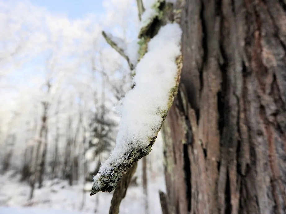 12. Sublime Sunday Snow.jpg